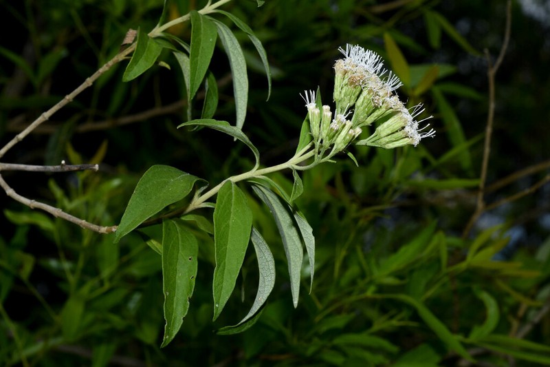 Malmeanthus subintegerrimus photo 2