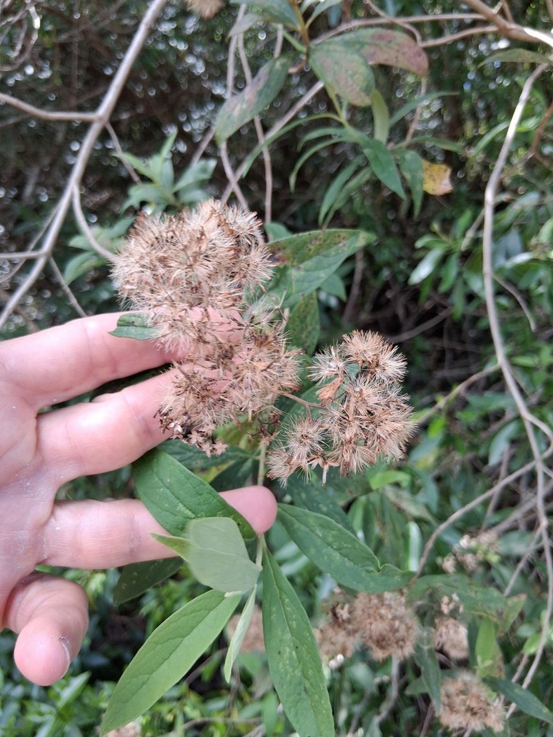 Malmeanthus subintegerrimus photo 3
