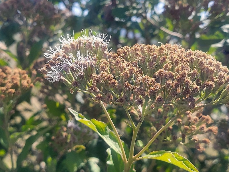 Malmeanthus subintegerrimus photo 4