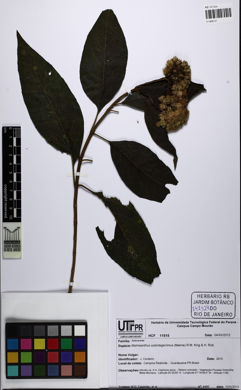 Malmeanthus subintegerrimus photo 7