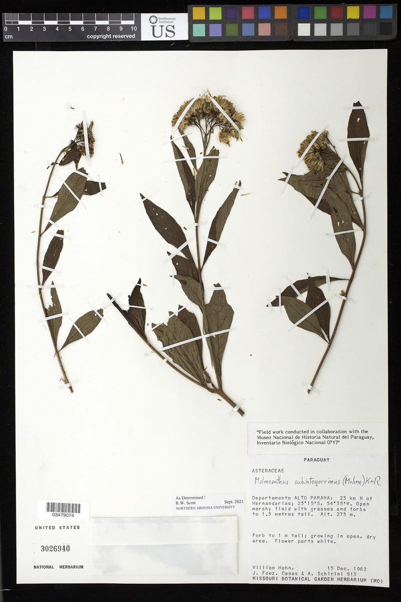 Malmeanthus subintegerrimus photo 8