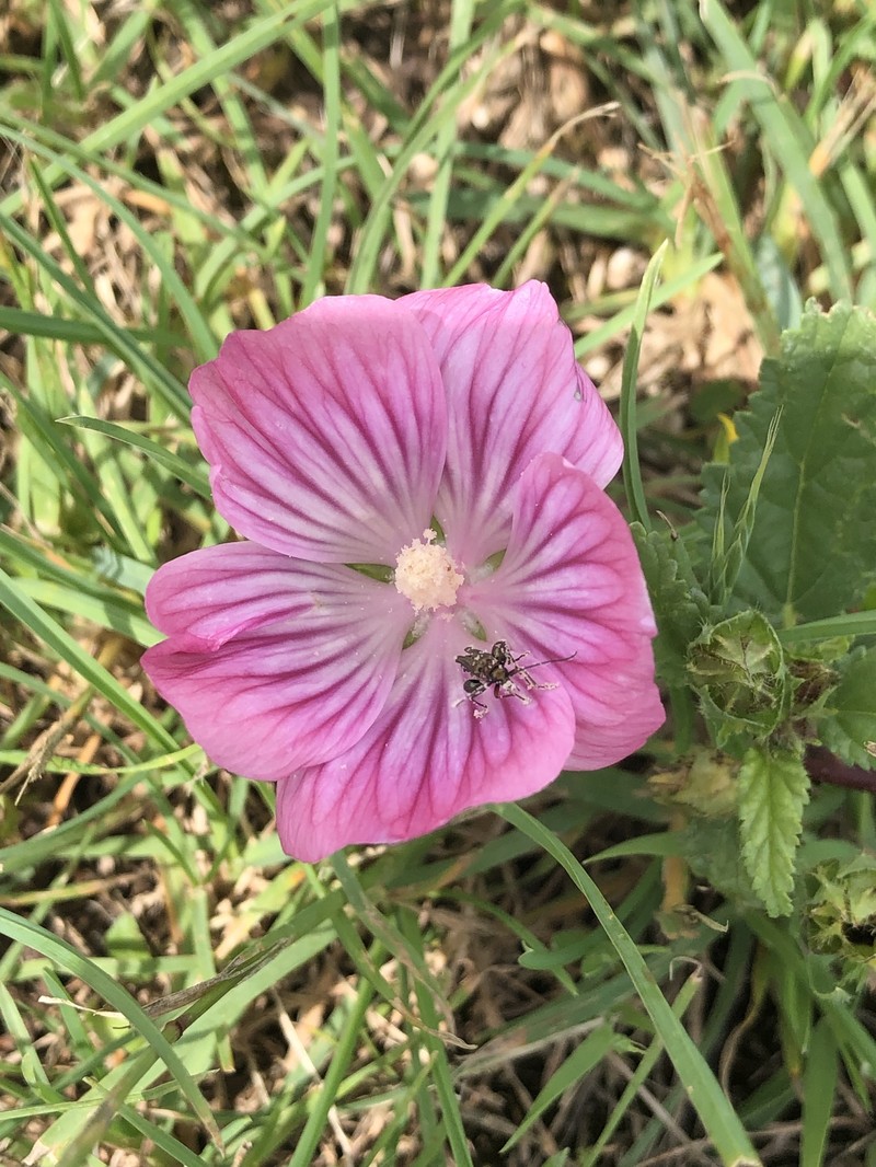 Malope malacoides subsp. malacoides