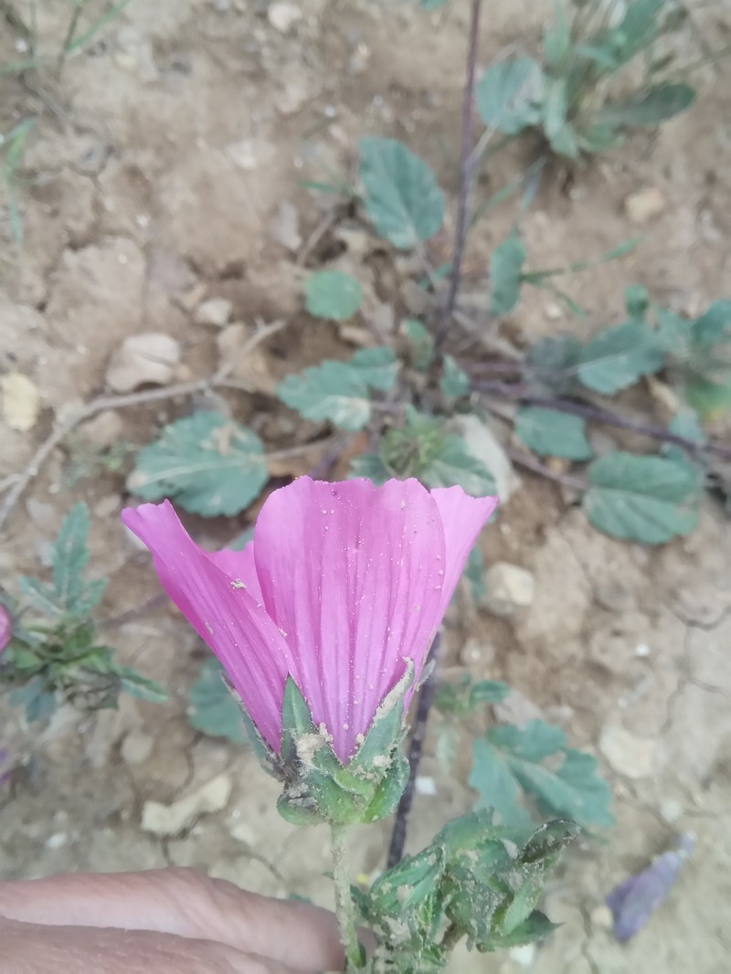 Malope malacoides subsp. malacoides photo 2