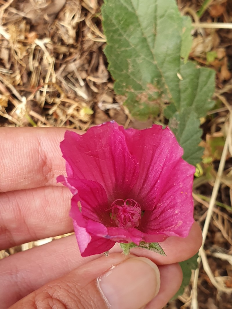 Malope malacoides subsp. stellipilis