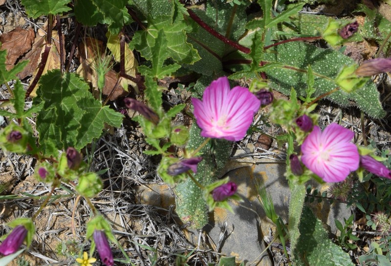 Malope malacoides subsp. tripartita