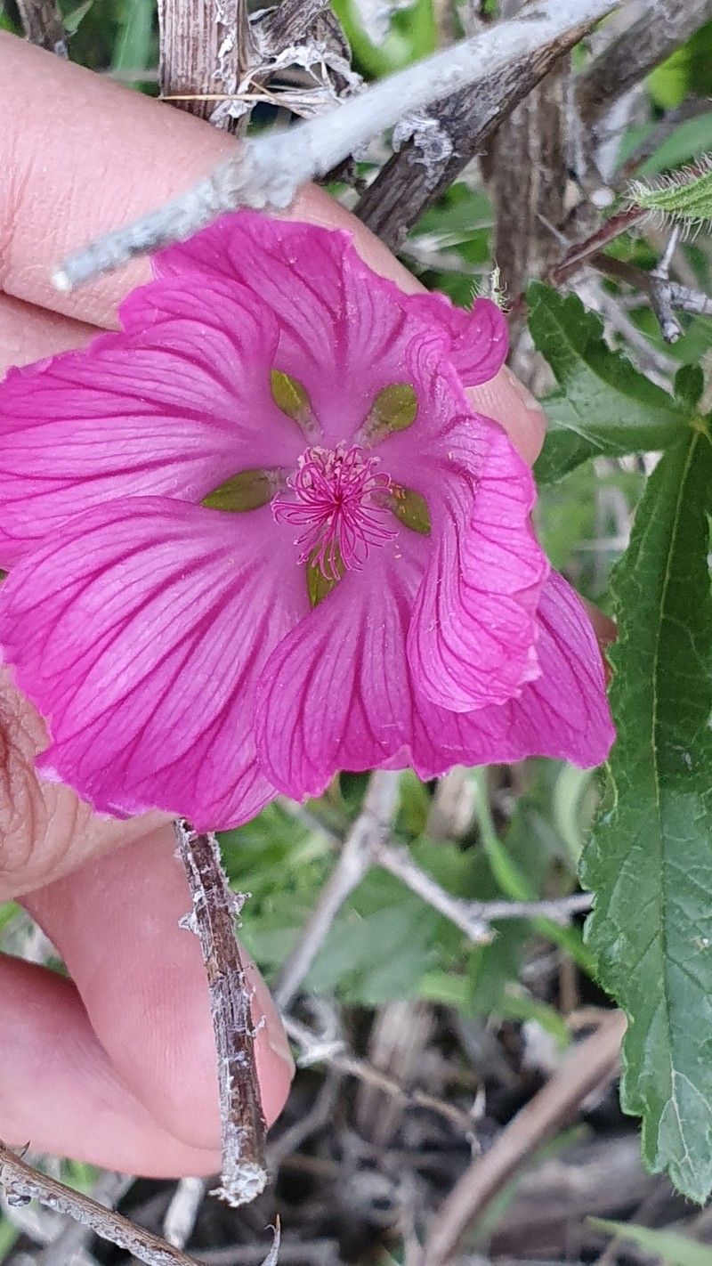 Malope malacoides subsp. tripartita photo 2