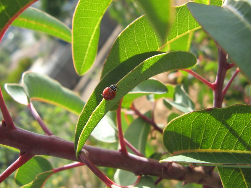 Laurel Sumac