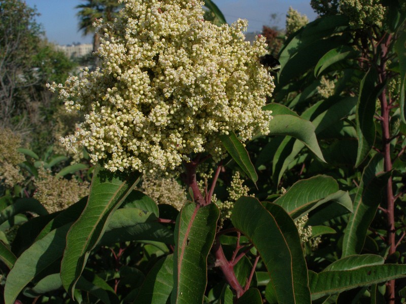 Laurel Sumac photo 2