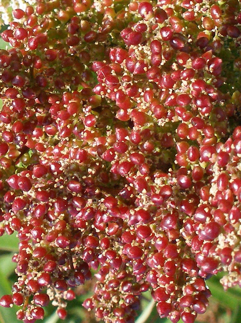 Laurel Sumac photo 3