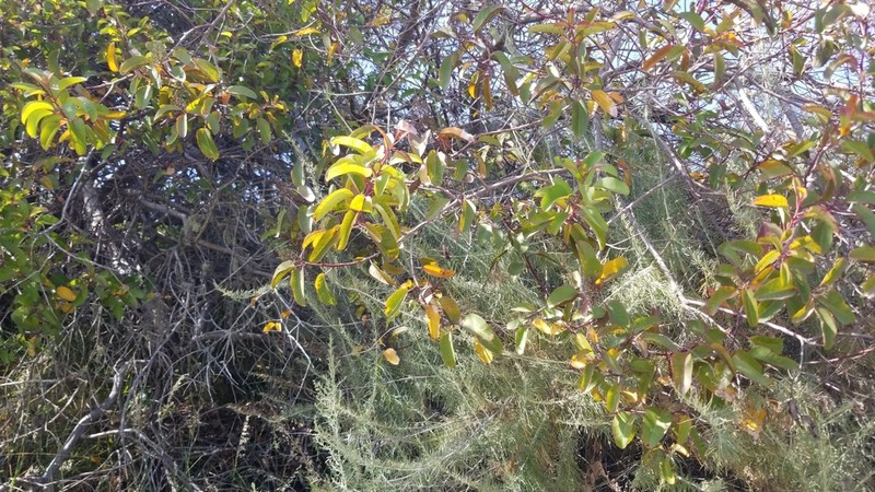 Laurel Sumac photo 6