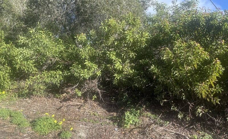 Laurel Sumac photo 8