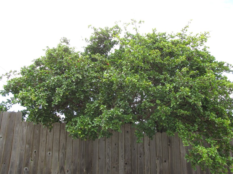Barbados Cherry photo 5
