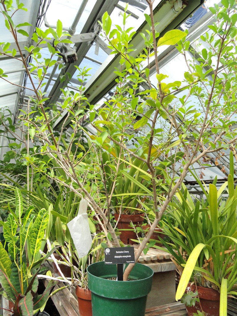 Barbados Cherry photo 2
