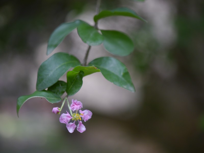 Barbados Cherry photo 3