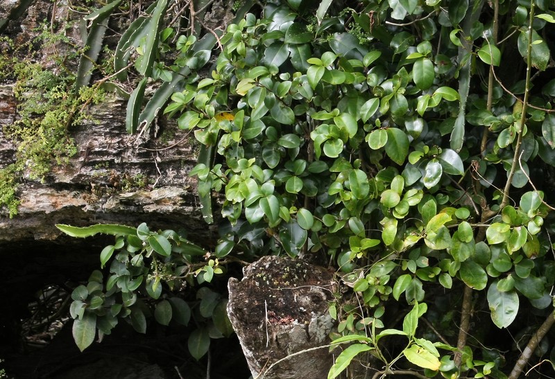 Barbados Cherry photo 4