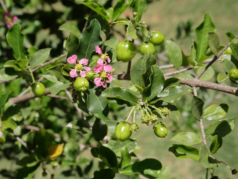 Barbados Cherry