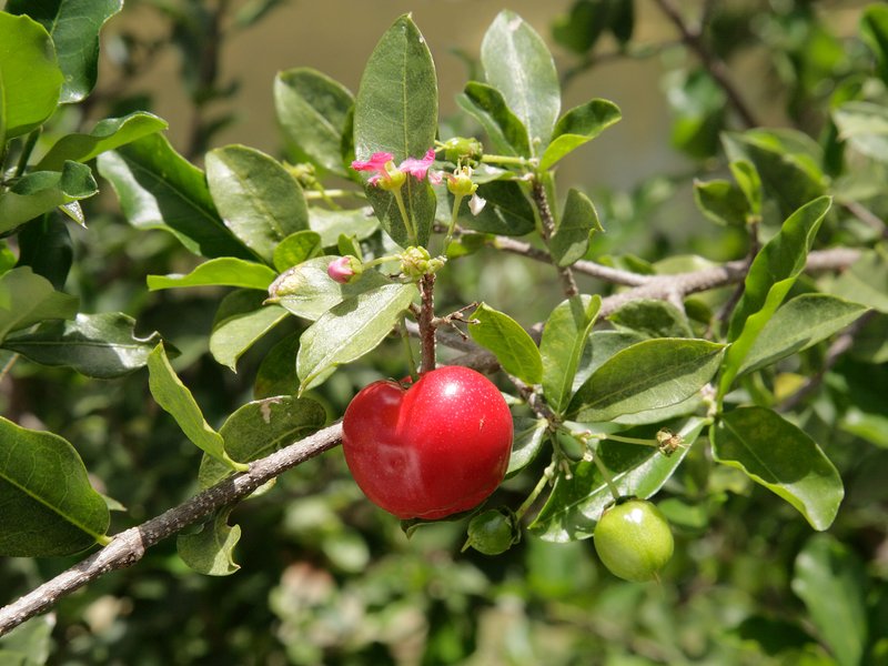 Barbados Cherry photo 7