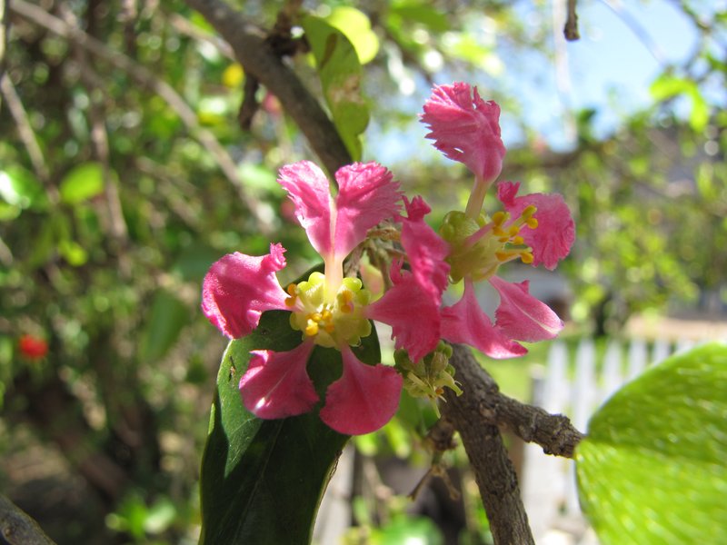 Barbados Cherry photo 8