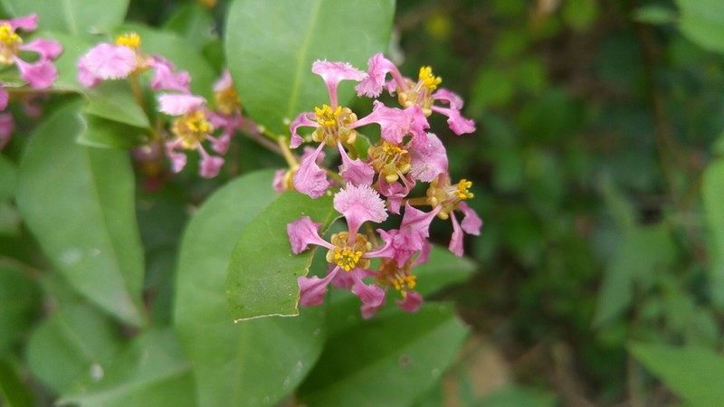 Wild Crapemyrtle photo 2