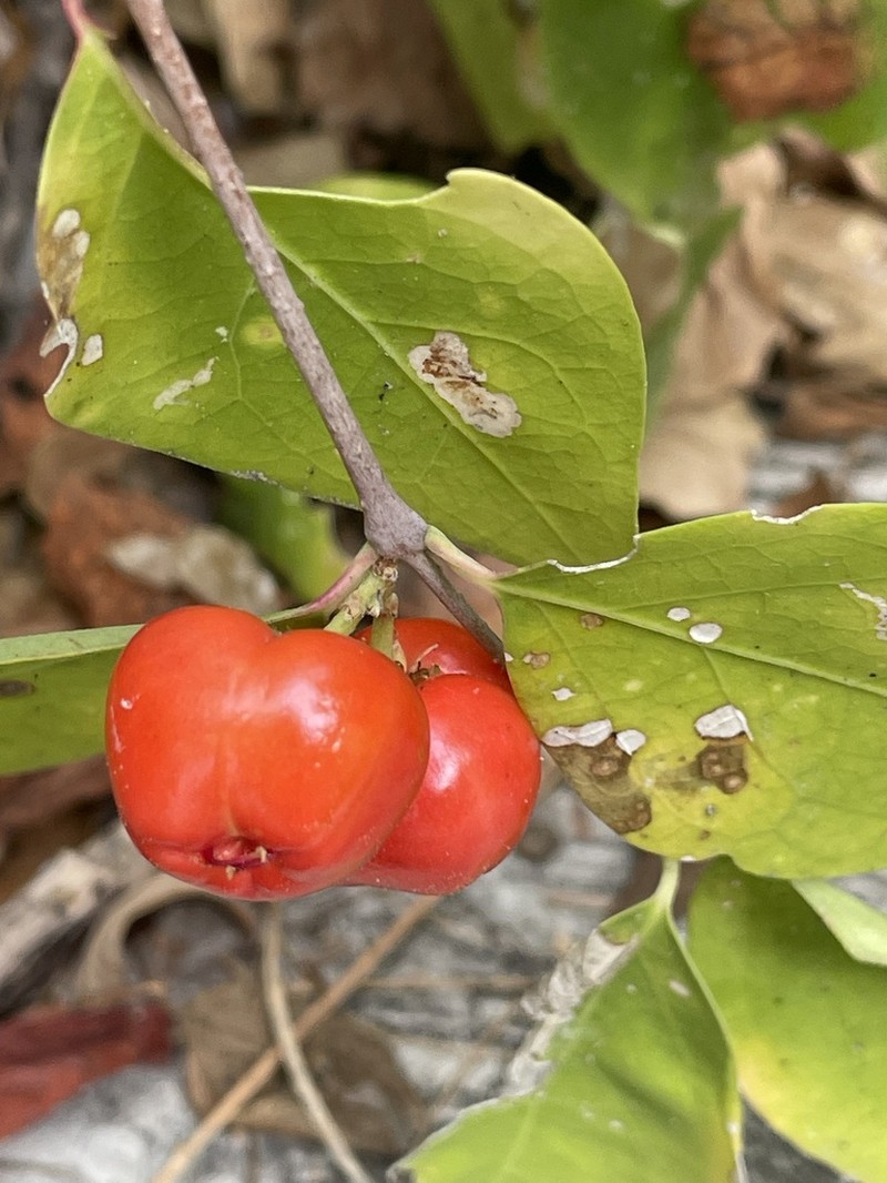 Wild Crapemyrtle photo 3