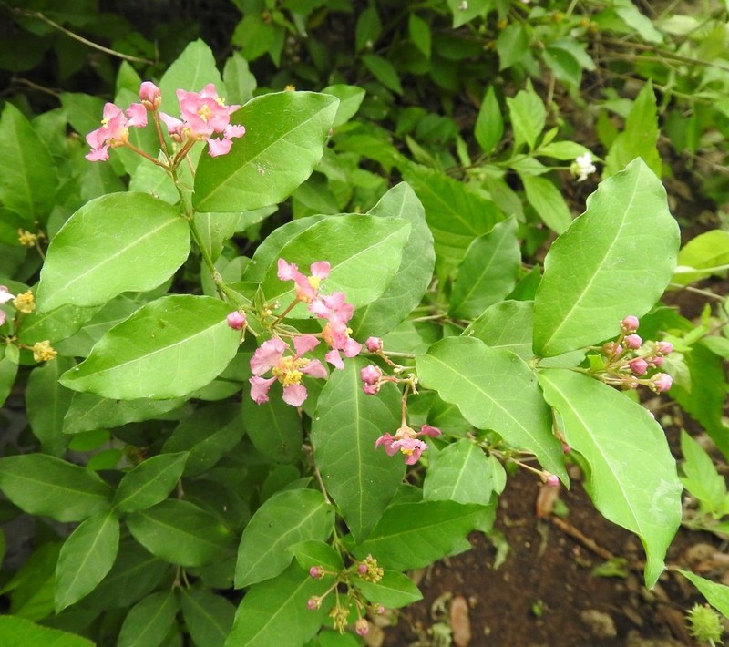 Wild Crapemyrtle photo 5