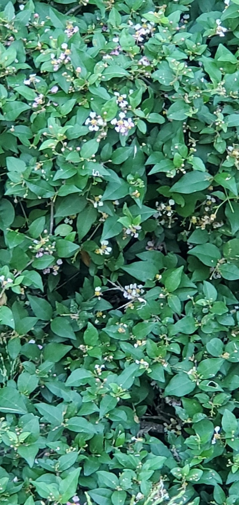 Wild Crapemyrtle photo 6