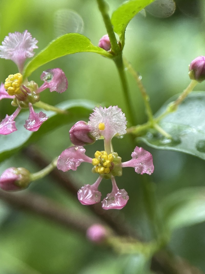 Wild Crapemyrtle photo 7