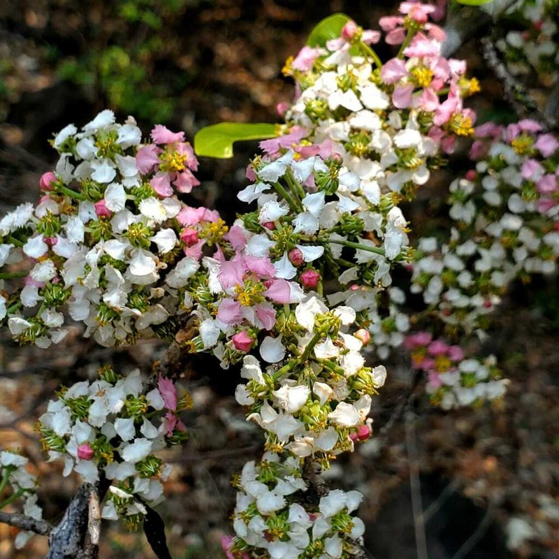 Malpighia inclinata