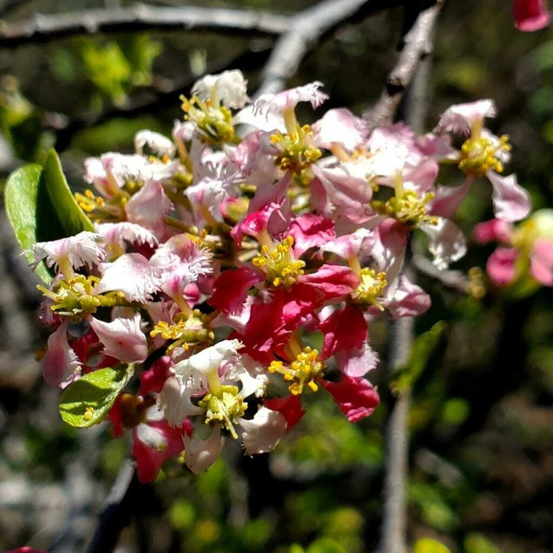 Malpighia inclinata photo 2