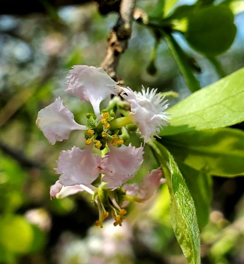 Malpighia inclinata photo 3