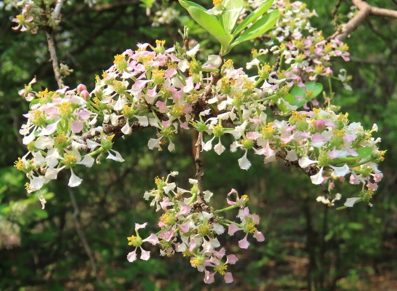 Malpighia inclinata photo 4