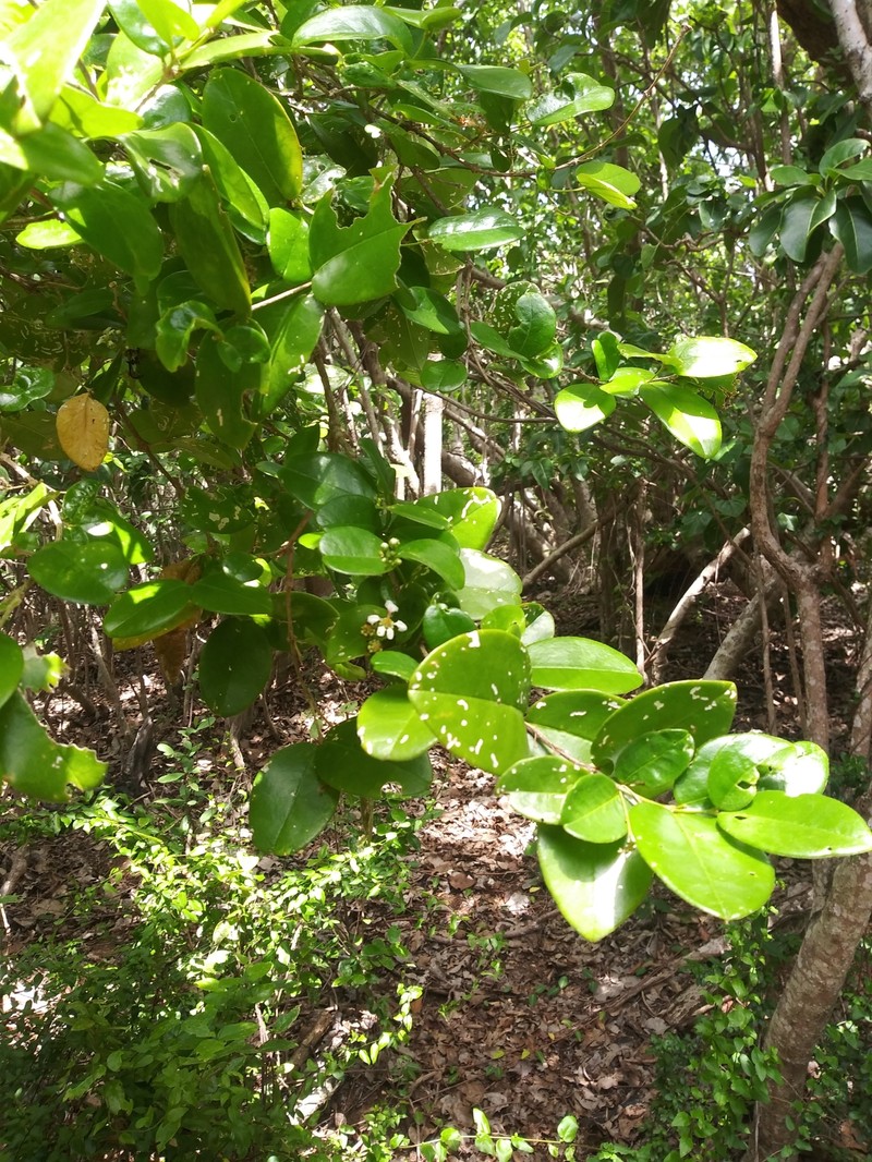 Cowhage Cherry photo 3
