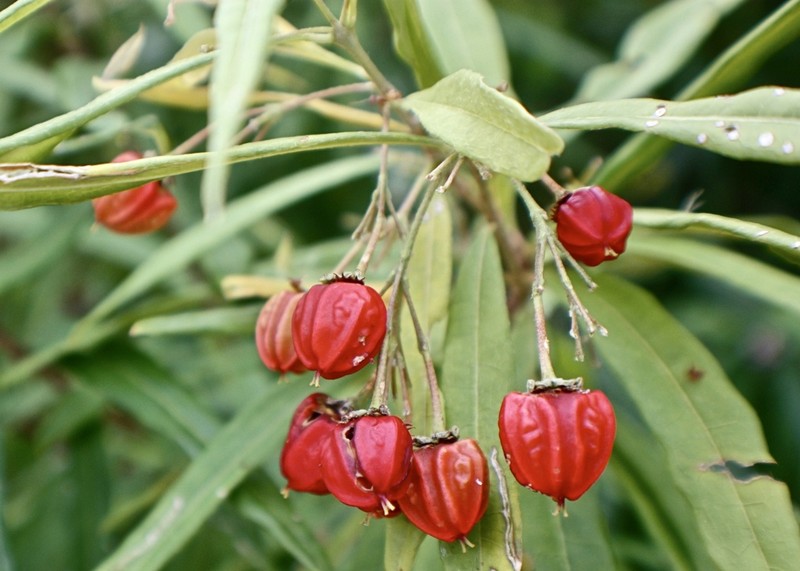 Bastard Cherry photo 4