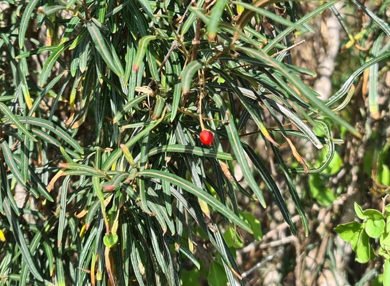 Bastard Cherry photo 6