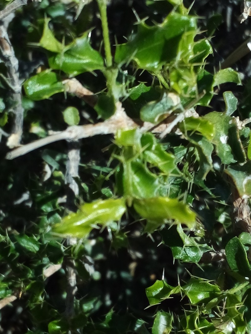 Bristly Stingingbush