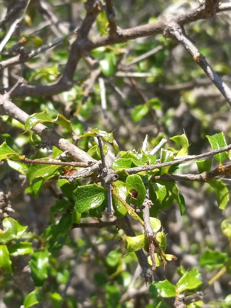 Bristly Stingingbush photo 3