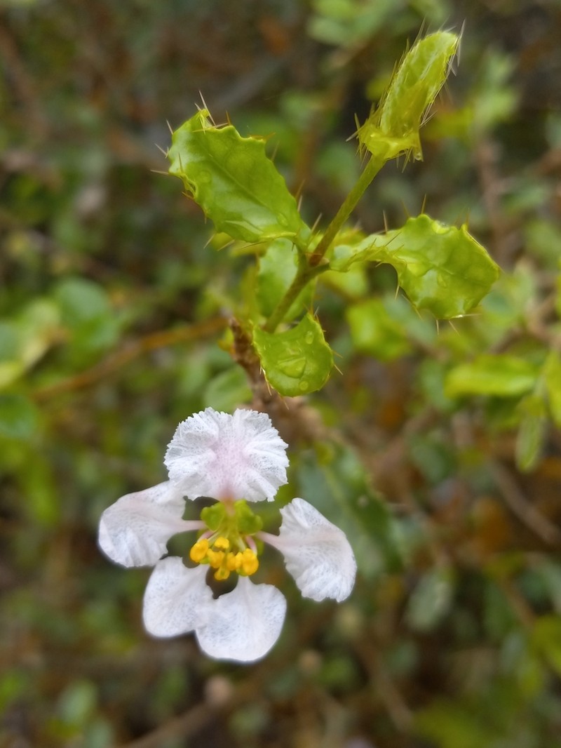 Bristly Stingingbush photo 4