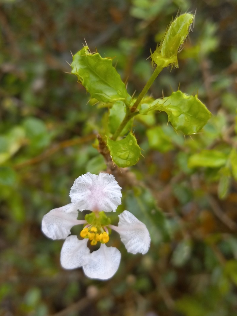 Bristly Stingingbush photo 5