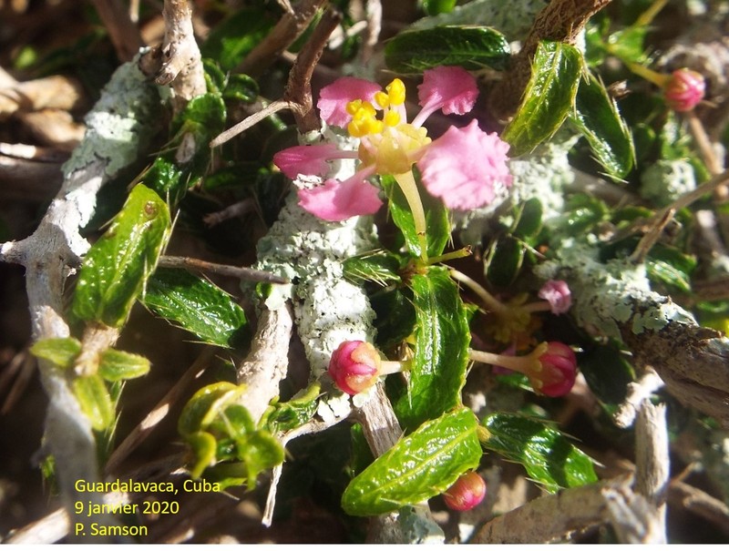 Bristly Stingingbush photo 7