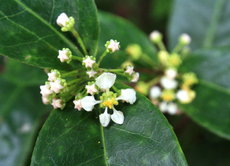 Malpighia urens subsp. urens