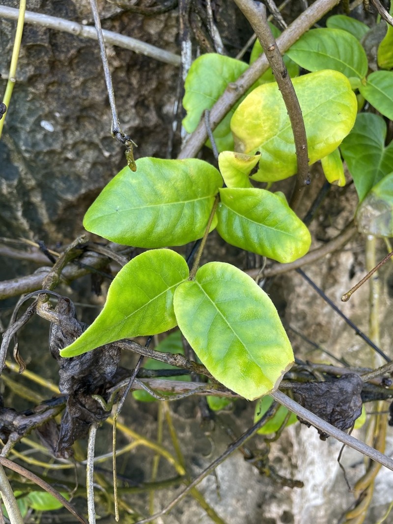 Woodbury's Stingingbush
