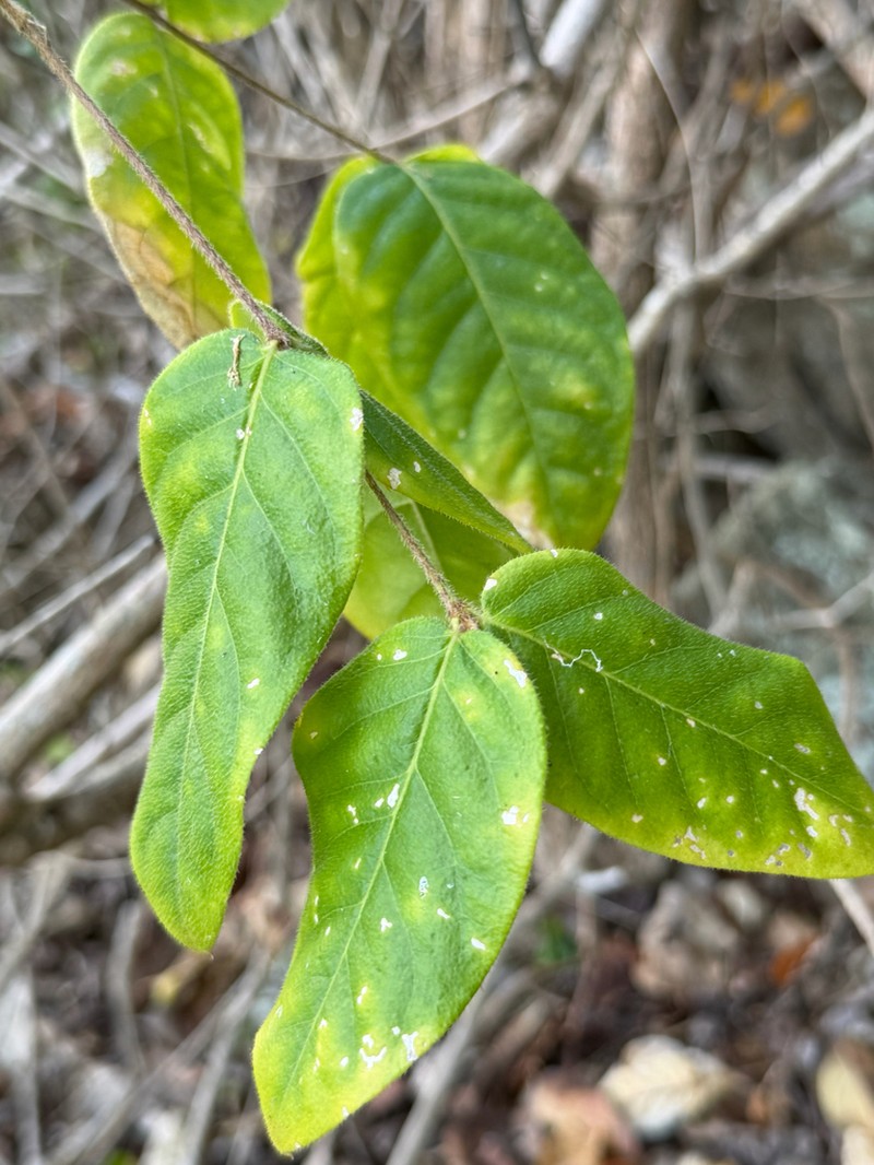 Woodbury's Stingingbush photo 3