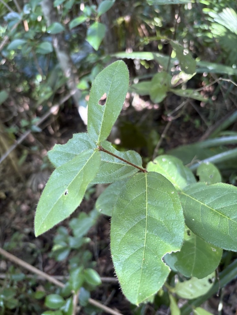 Woodbury's Stingingbush photo 4