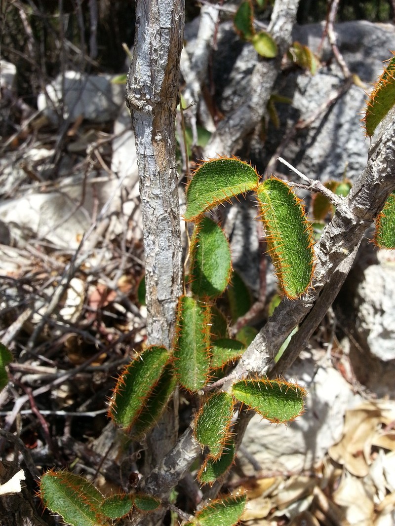 Woodbury's Stingingbush photo 5