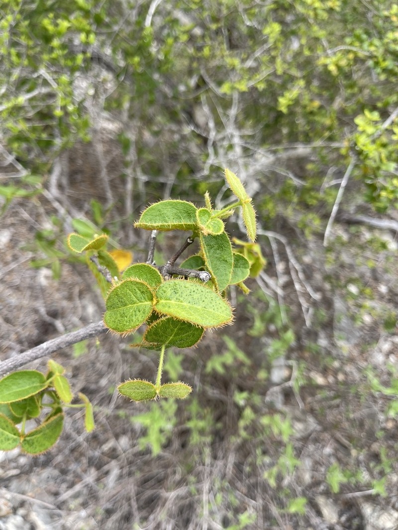 Woodbury's Stingingbush photo 8