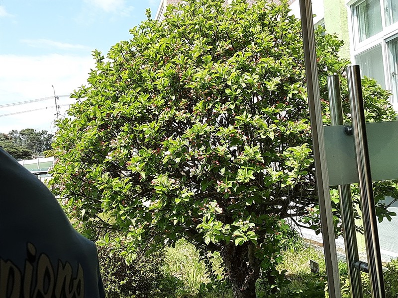 Japanese Flowering Crab Apple