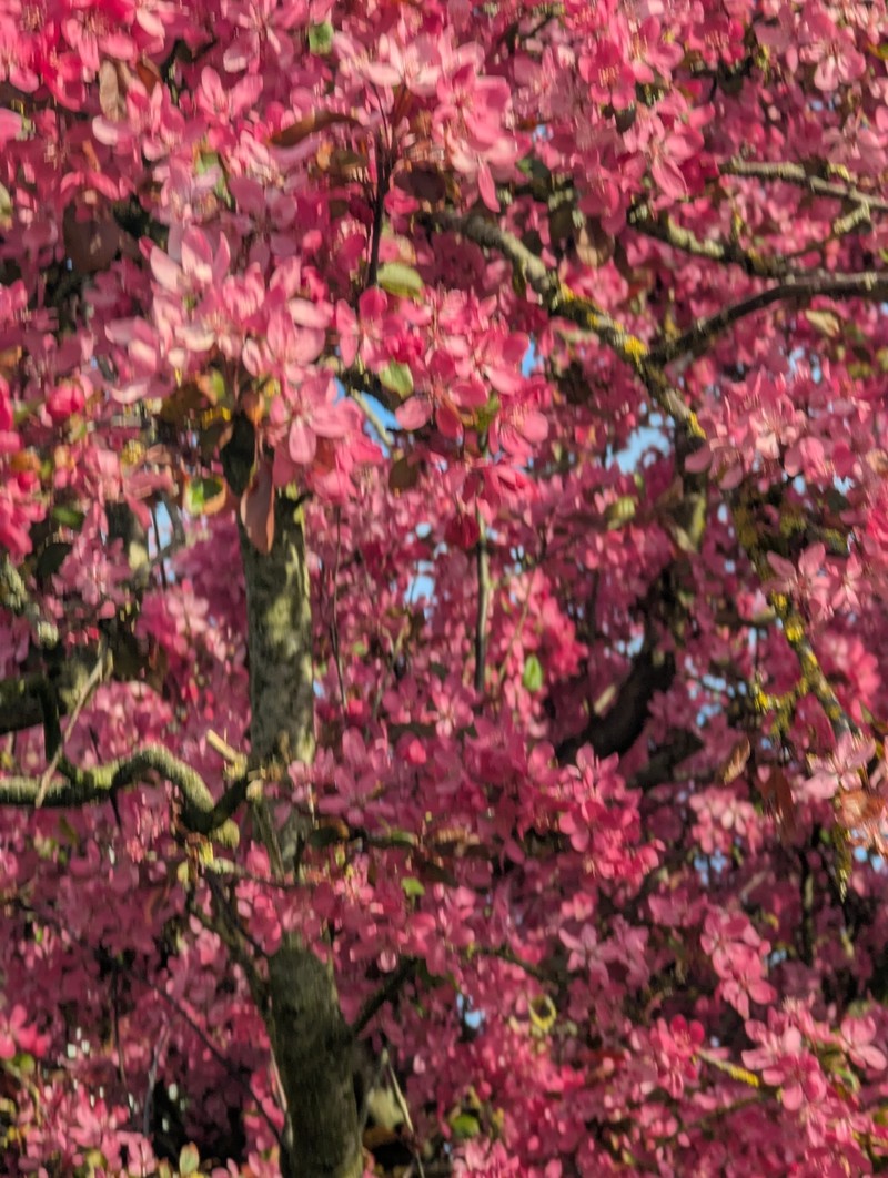 Japanese Flowering Crab Apple photo 2