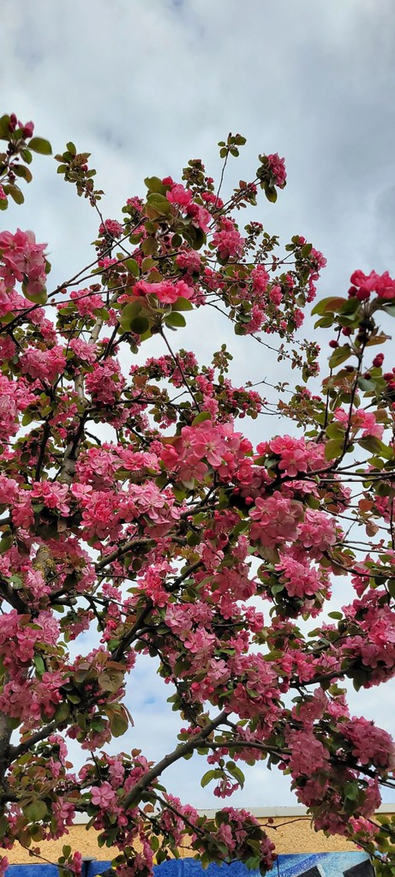 Japanese Flowering Crab Apple photo 3