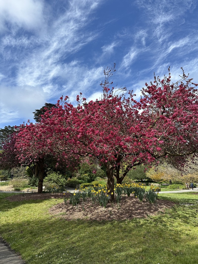 Japanese Flowering Crab Apple photo 4