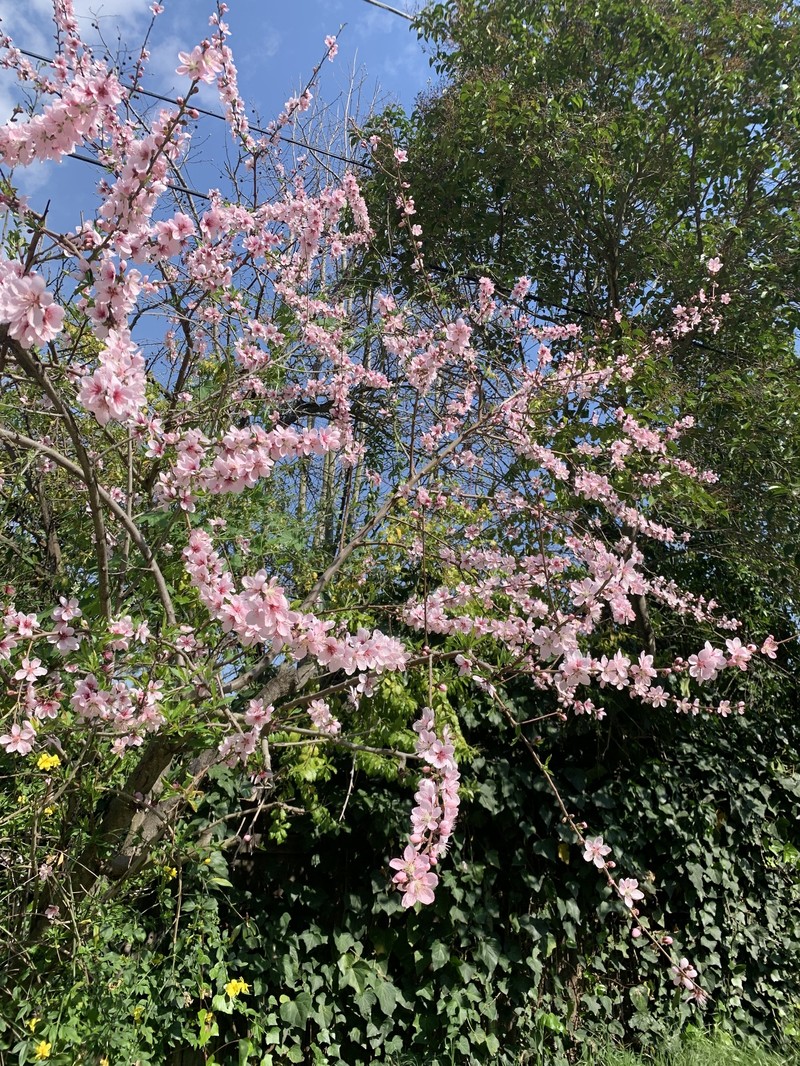Japanese Flowering Crab Apple photo 5